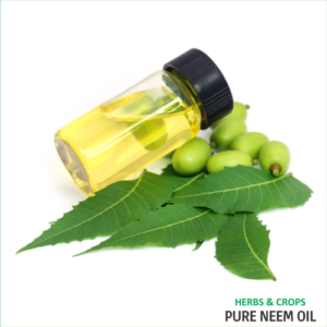 Neem Oil (Cold Pressed)