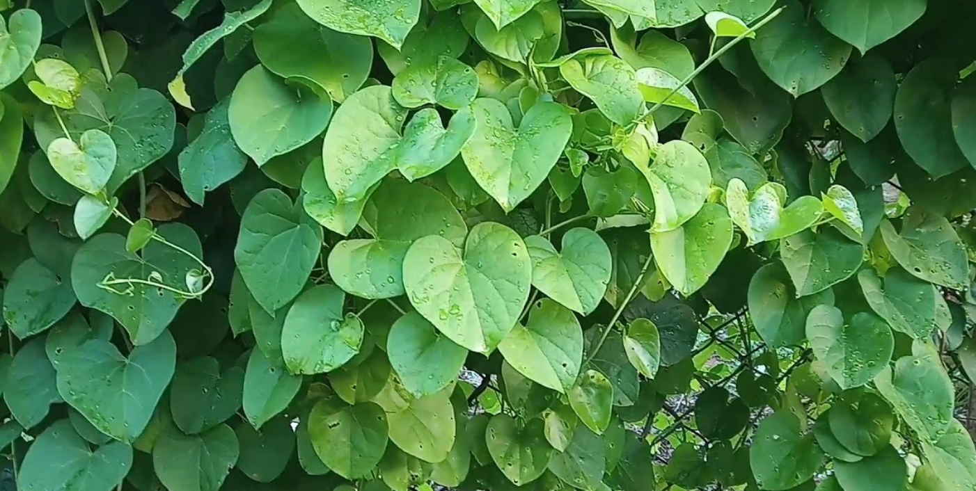 Heart-leaved moonseed (गुर्जो)